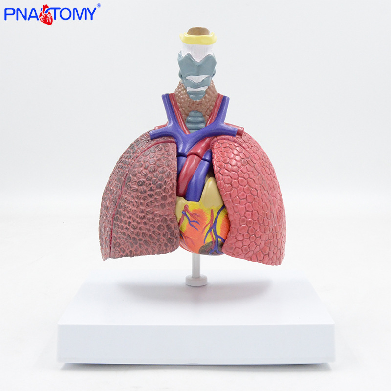 Respiratory system model throat cardiopulmonary anatomy teaching aids smoking lung normal lung contrast bronchial tree heart model