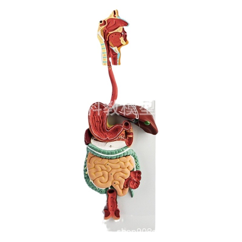 Human digestive system model digestive tract stomach profile nose throat size gastrointestinal anatomy model anorectal
