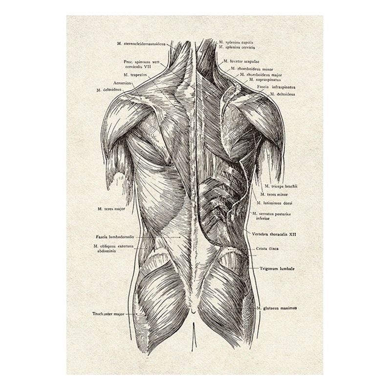 Human Organ Skeleton Analysis of Various Parts, Poster Canvas Painting, Modern Home Decoration Painting, Frameless Painting Core Wholesale