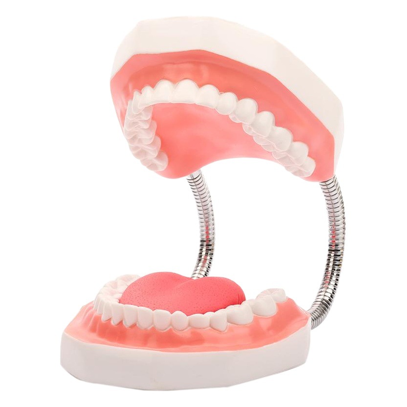 6X Magnifying Oral Teaching, Dental Materials, Dental Consumables, Dentures, Sixxx Dental Model with Tongue