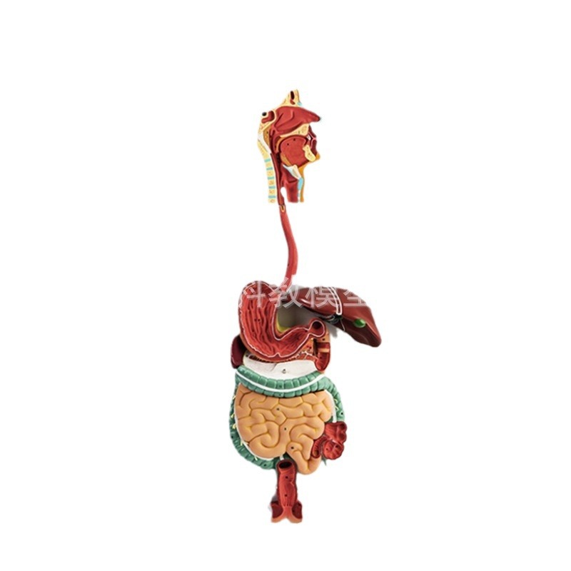 Picture of Human digestive system model digestive tract stomach profile nose throat size gastrointestinal anatomy model anorectal