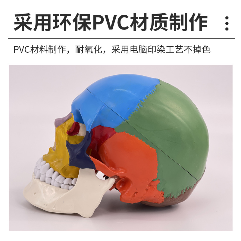 Picture of Medical human skull Model 1:1 simulation skull model Neurology color skull function partition
