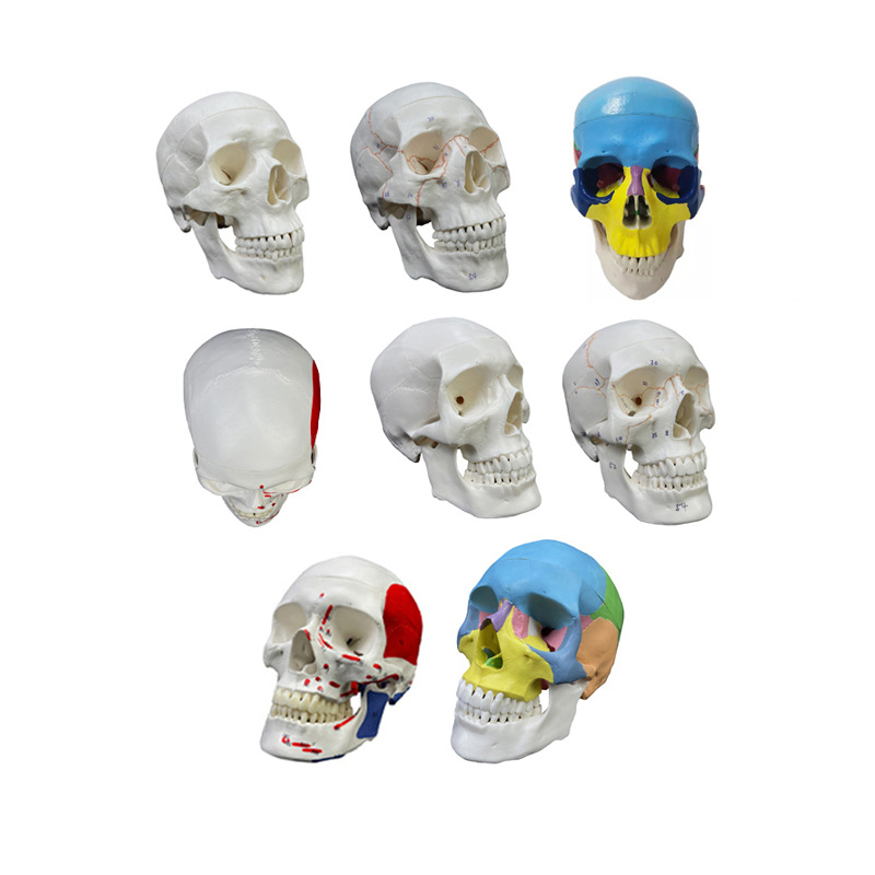 Small white head human skeleton anatomy teaching model lower Barco activity 3 parts 1/2 White small skull model