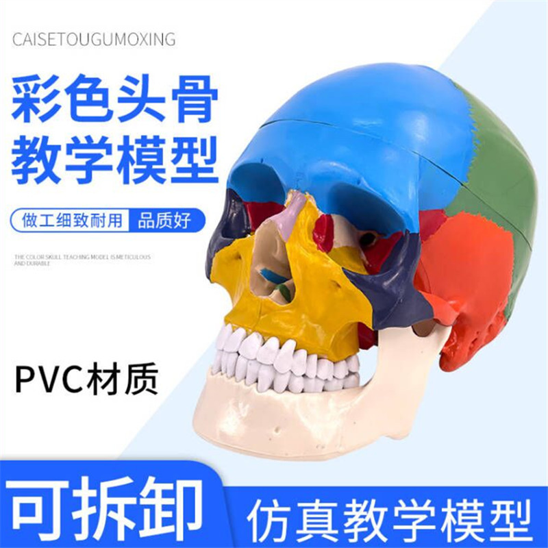 Picture of Medical human skull Model 1:1 simulation skull model Neurology color skull function partition
