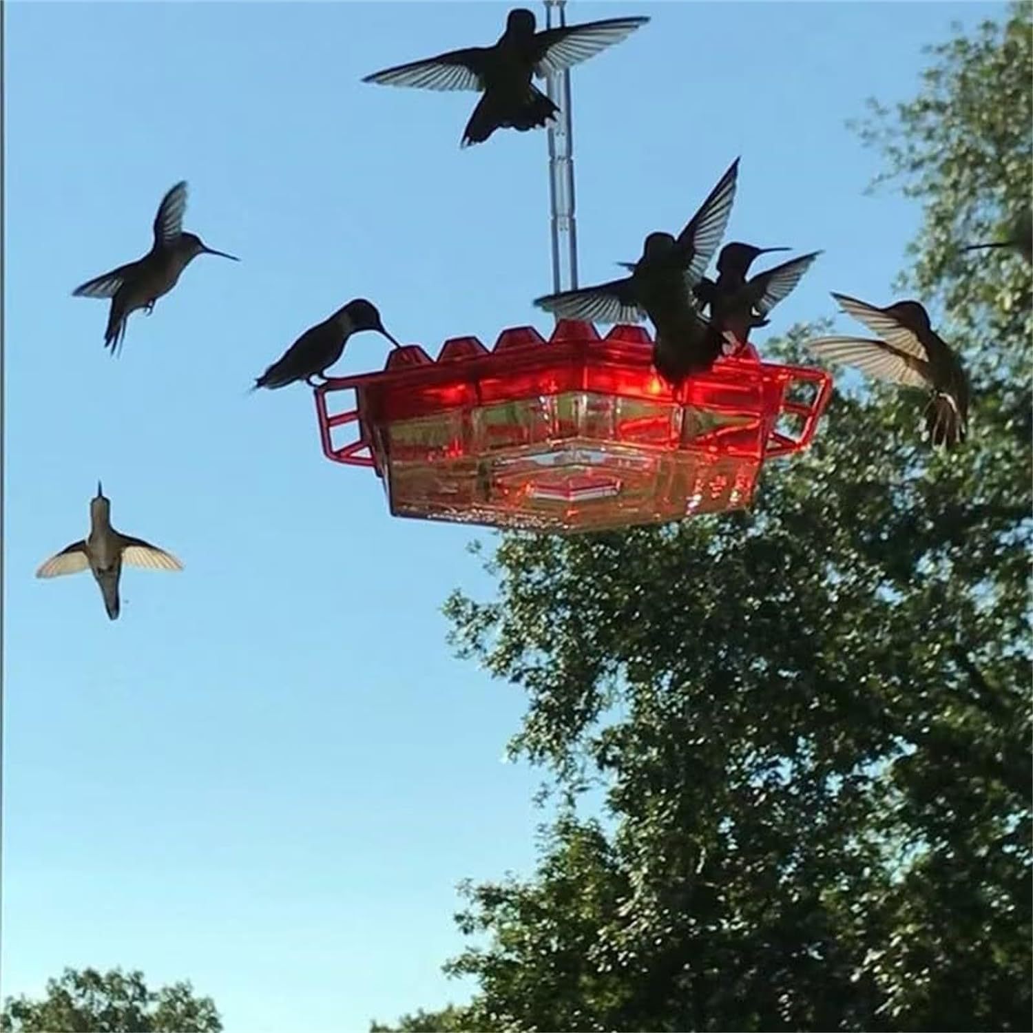 Picture of hummingbird feeder for outdoor, plastic hummingbird feeder-anti-ants and bees