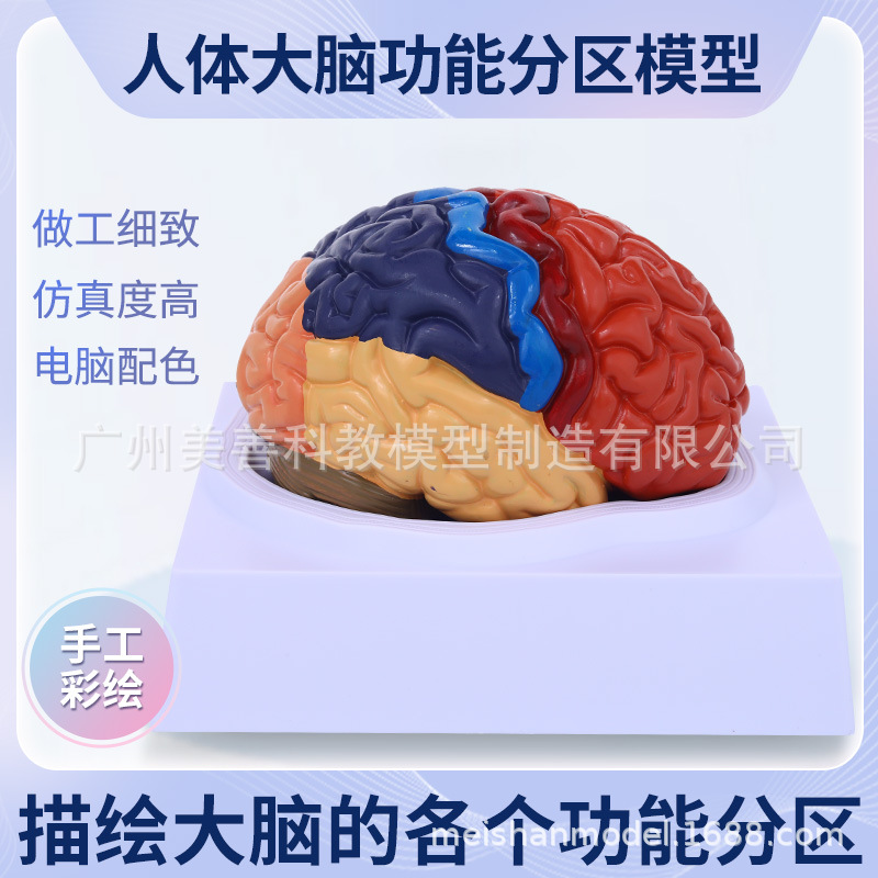 Genuine goods medical brain model brain function partition cortex partition human brain anatomy brain color score model