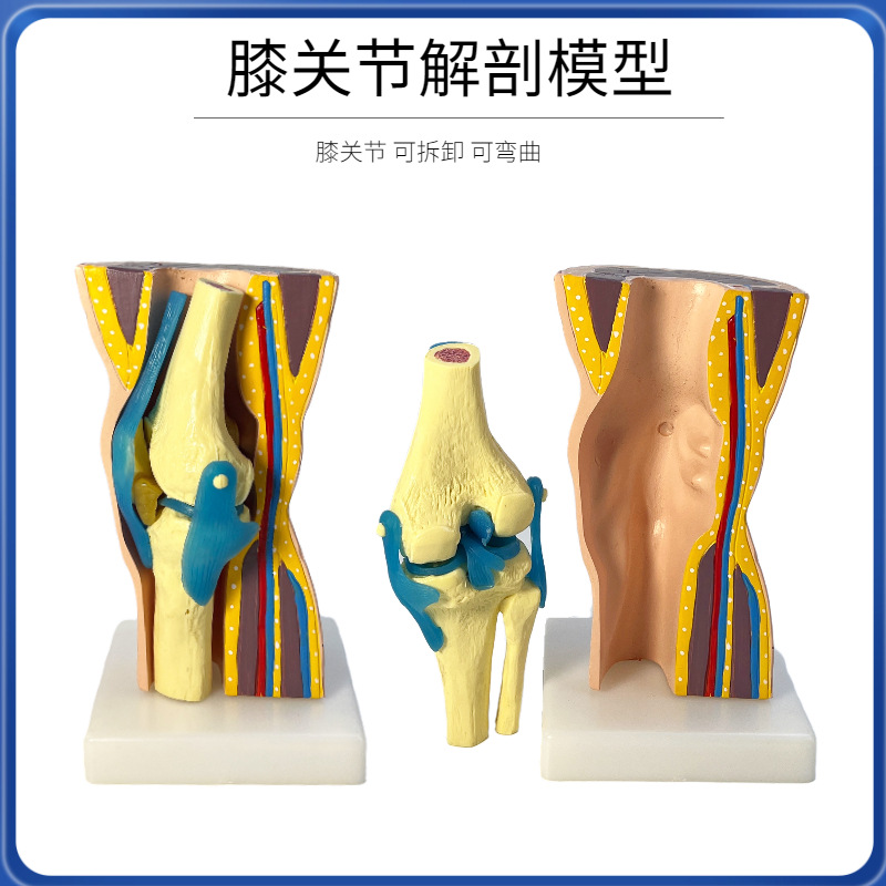 Picture of human knee joint function model human bone joint model muscle knee joint patella model