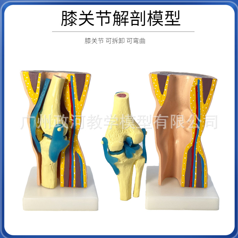 Picture of human knee joint function model human bone joint model muscle knee joint patella model