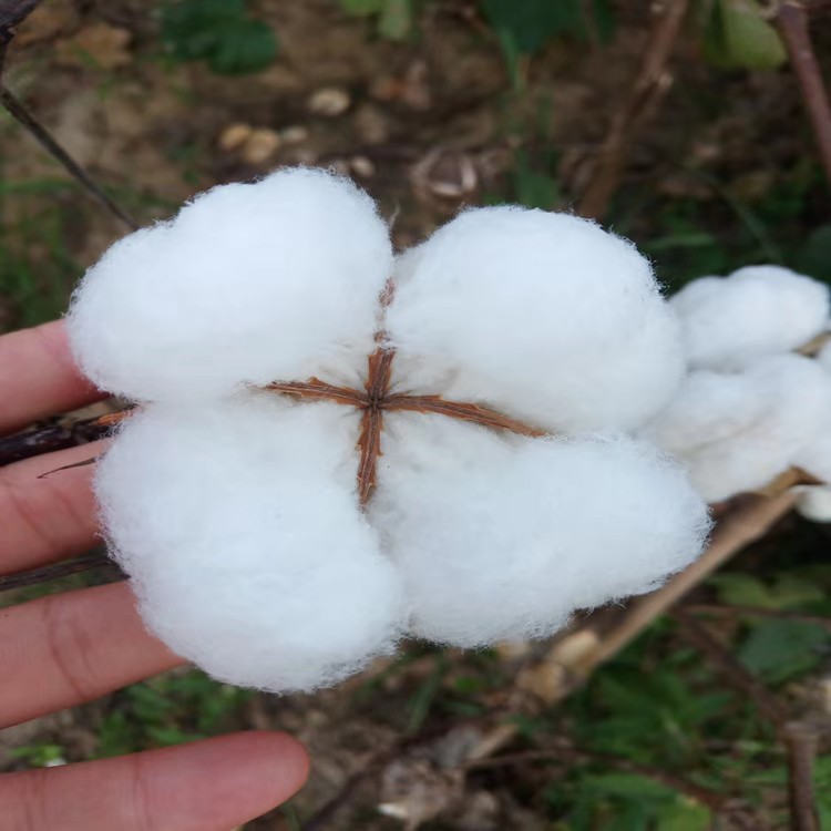 Picture of Large Supply of Shandong Hand-Picked Cotton Seeds and Cotton Seeds in the Early Stages of Cotton Bow Room Cotton Quilt Cotton Filling Cotton