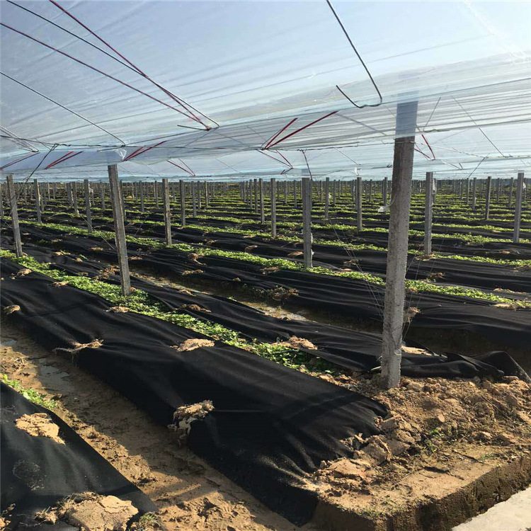 Picture of Cross-border PP non-woven fabric anti-weeding and weeding agricultural mulch film landscaping packaging home textile furniture polypropylene non-woven fabric