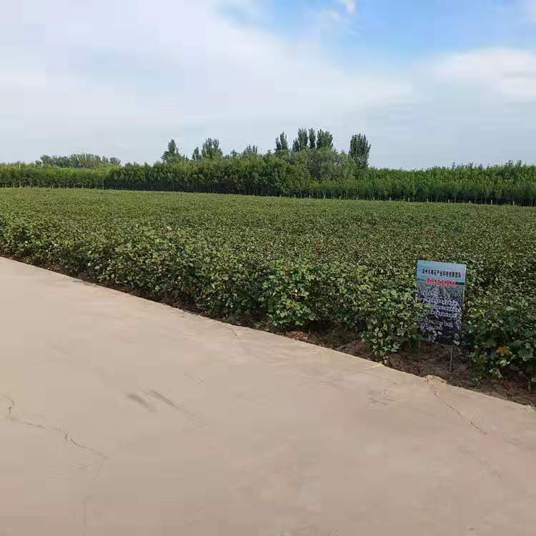 Picture of Large Supply of Shandong Hand-Picked Cotton Seeds and Cotton Seeds in the Early Stages of Cotton Bow Room Cotton Quilt Cotton Filling Cotton