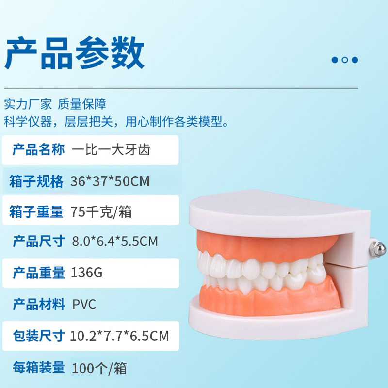 Picture of Dental Model aesthetic practice dental model small dental model kindergarten brushing teaching model oral model