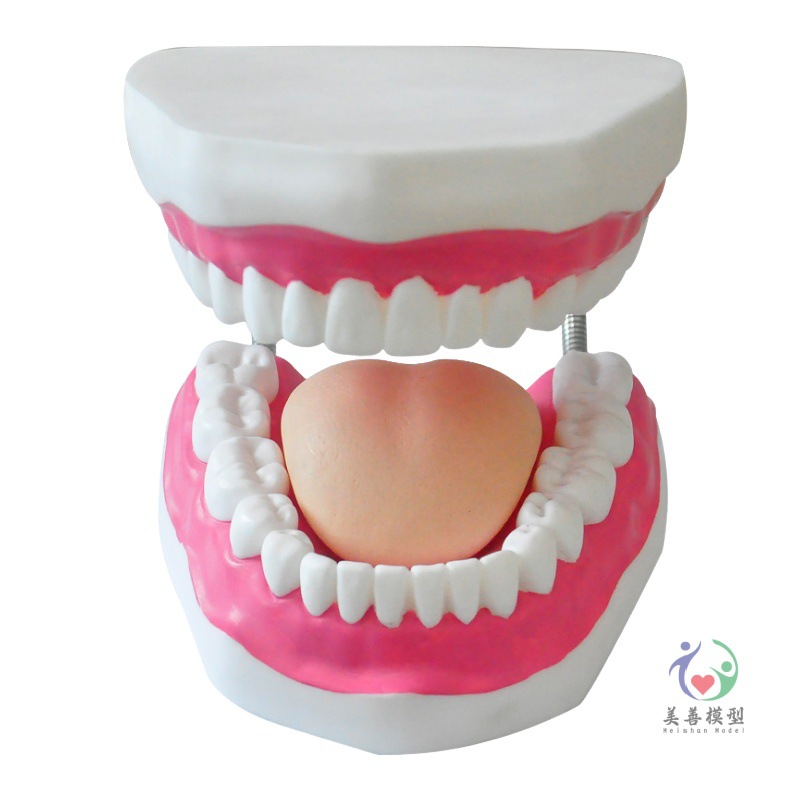 Picture of Kindergarten tooth care tooth teaching human tooth model Care 6 times magnification oral model teeth teaching