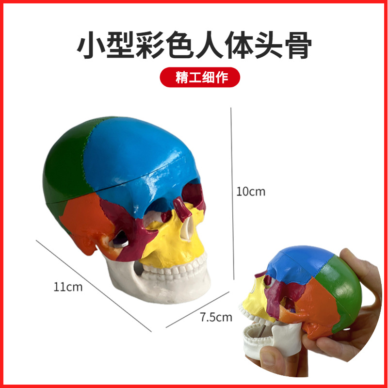Small skull model skull model color simulation human skull model skull model art painting