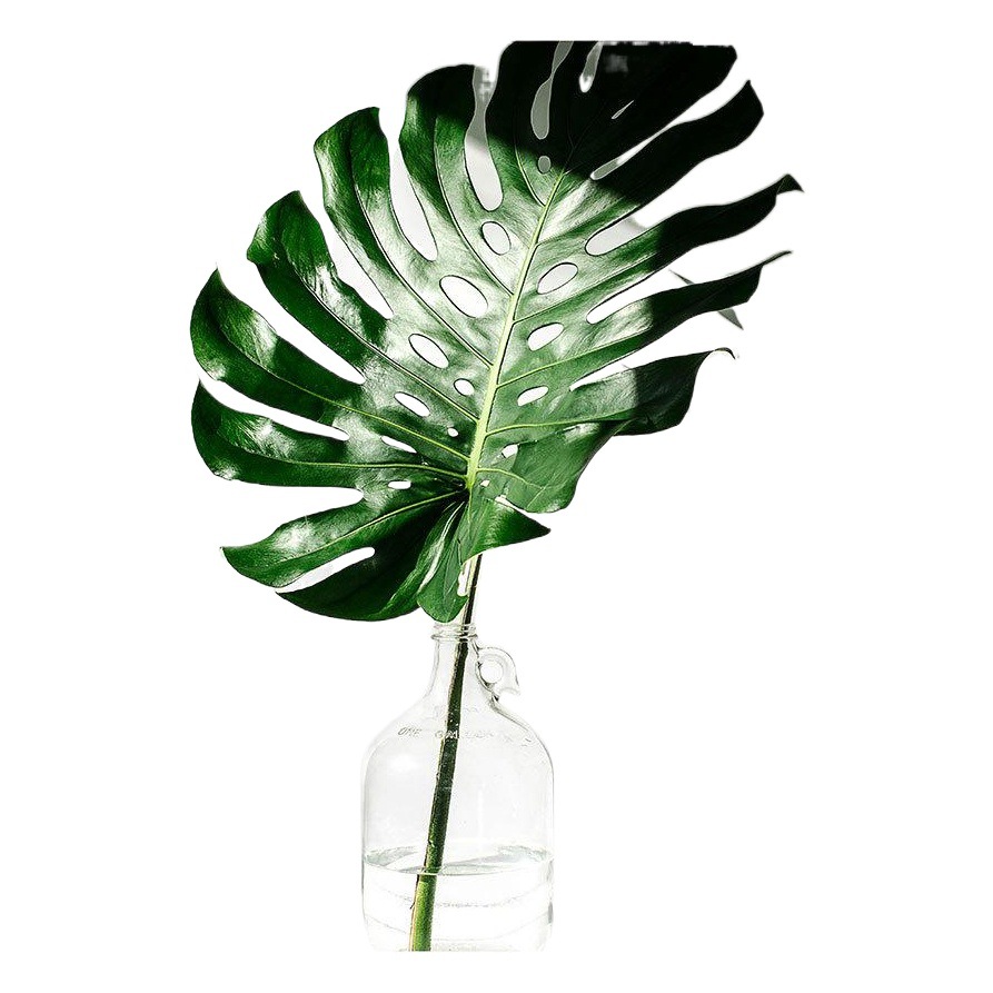 Scandinavian Modern Simple Canvas Painting Living Room Decoration Painting Plant Monstera Leaf Letters Small Fresh Painting Core Factory