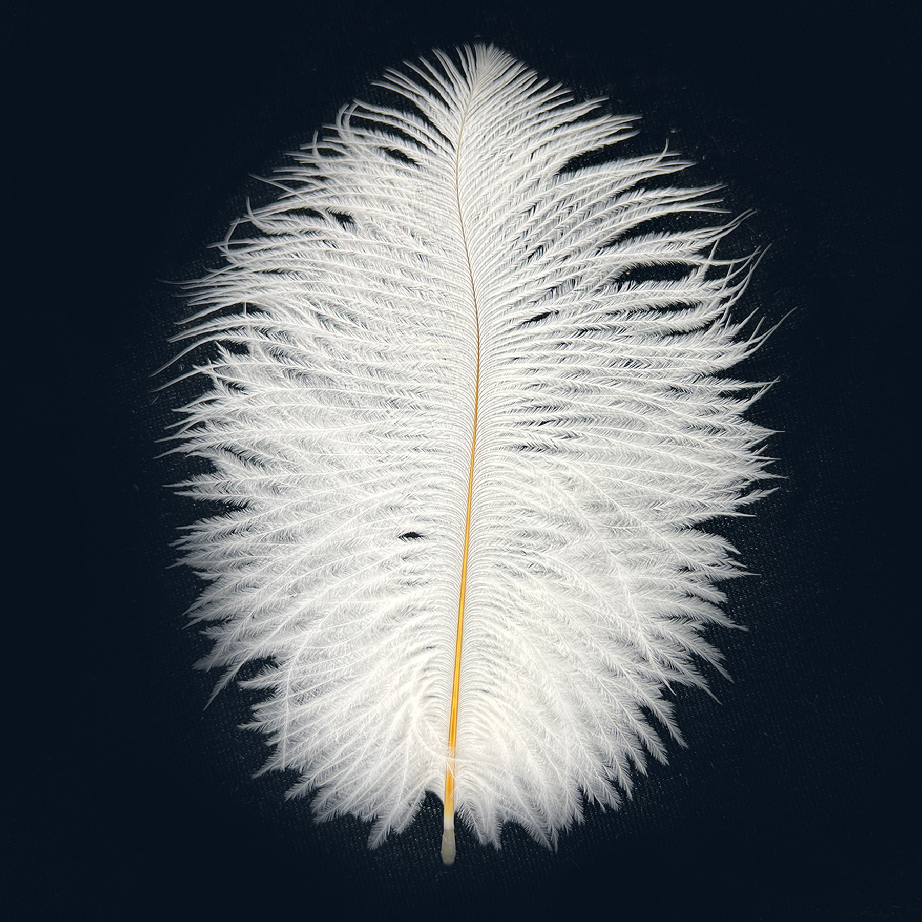 Picture of 10-15cm ostrich hair source factory bouquet wedding decoration feather wall handmade DIY crafts stage clothing