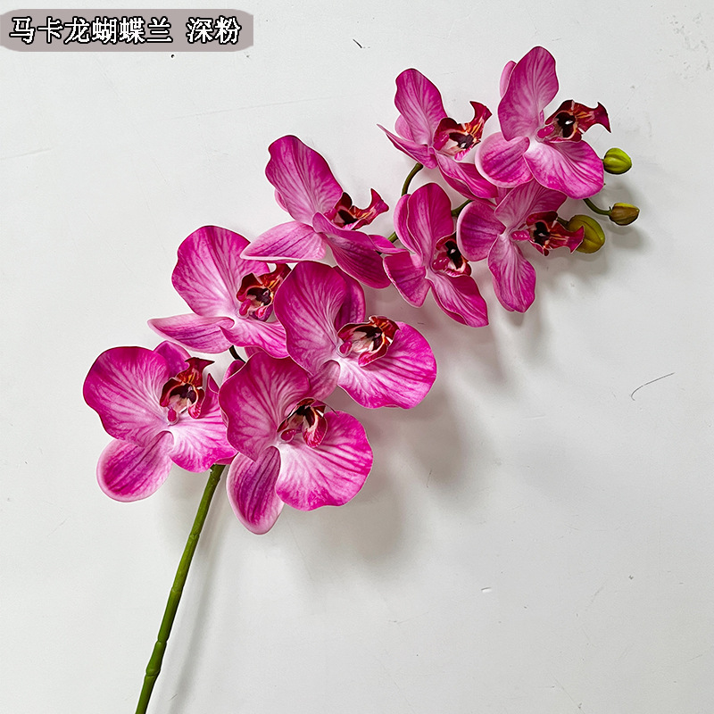 Picture of New hand-feeling film phalaenopsis 9-head big orchid macaron phalaenopsis multi-color beautiful bright drape