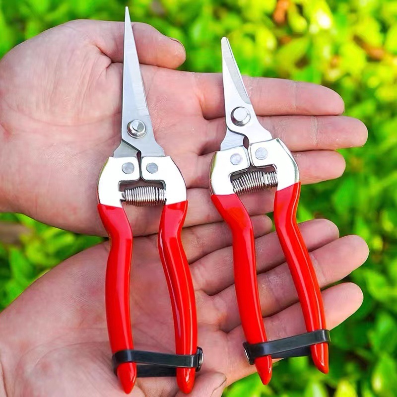 Plastic-dipped handle fruit picking shears Flower Branch shears grape picking shears thin fruit shears gardening shears pruning shears fruit thinning shears