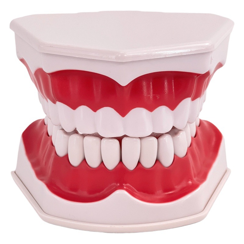 Oral Model Dental Model Kindergarten Teaching Aids Kidsren's Brushing Toys Dental Dental Model Denture Model