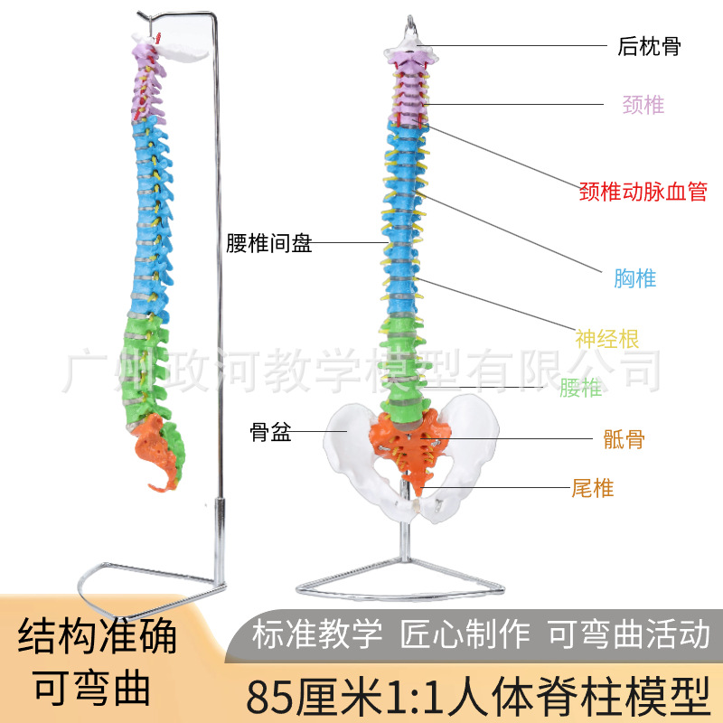 85CM natural large color human spine model with pelvis and coccyx spine skeleton lumbar vertebra cervical spine bone model