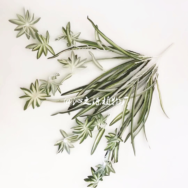 Picture of Factory wholesale sea anemone leaf hanging orchid plant wall material simulation white grass orchid wall hanging Phnom Penh hanging orchid