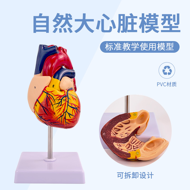 1:1 Human Heart Anatomy Model B Super Color Super Detachable Natural Big Heart Medical Teaching Model