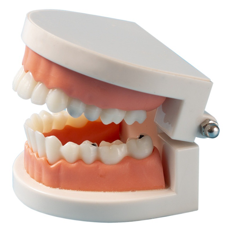 Dental Model aesthetic practice dental model small dental model kindergarten brushing teaching model oral model