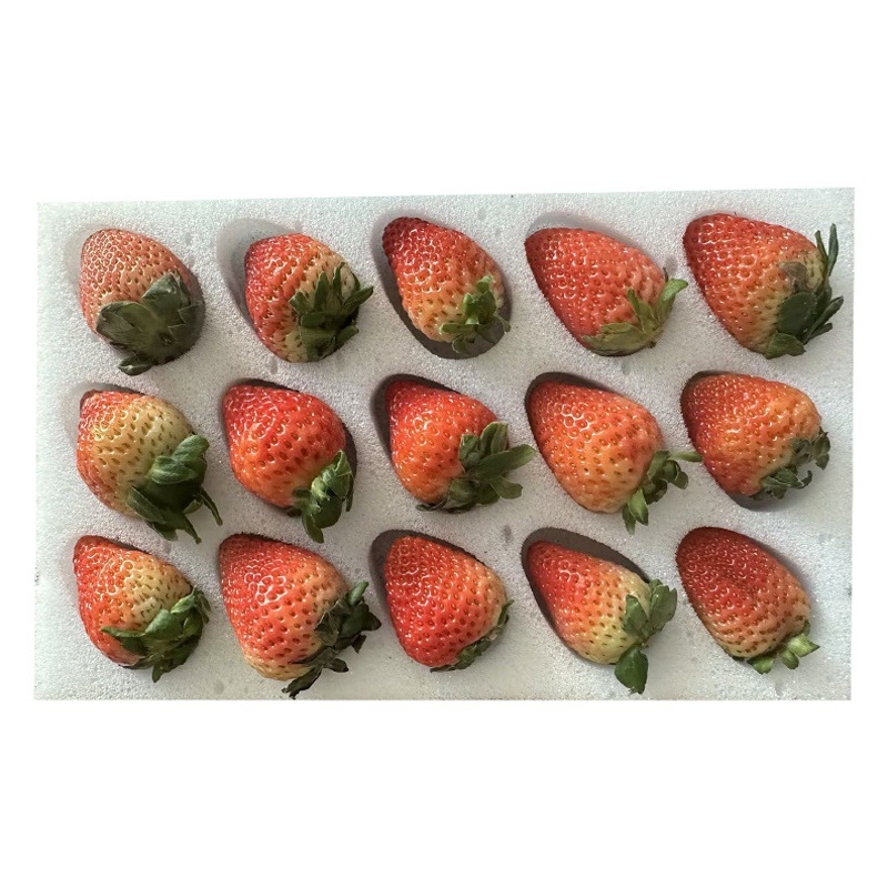 Internet Celebrity Strawberry Box Packaging Special Sponge Inner Holder Strawberry Fruit Packaging Material Winter Fruit Lined Sponge