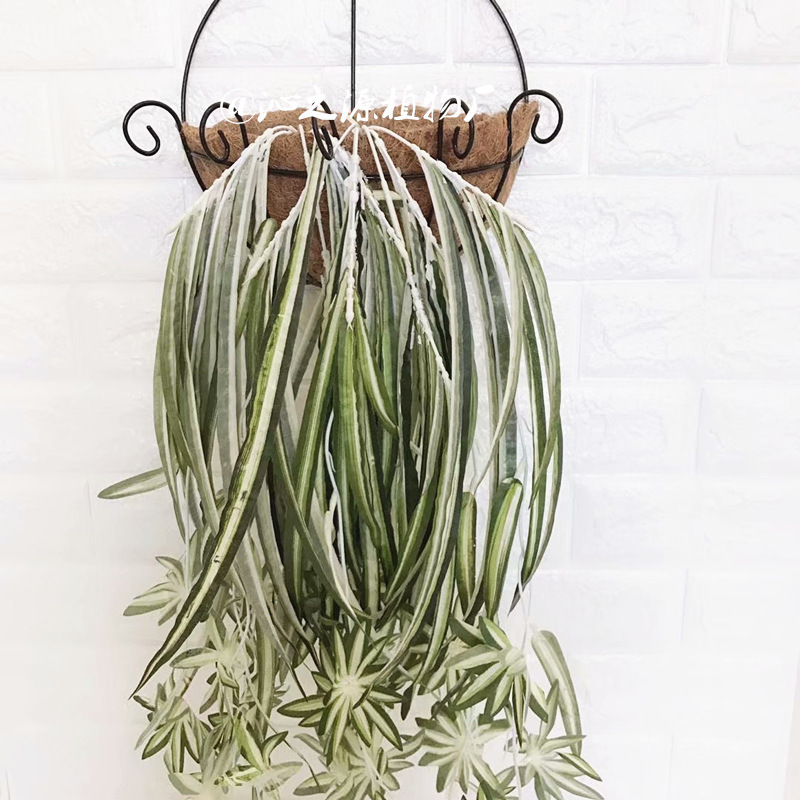 Picture of Factory wholesale sea anemone leaf hanging orchid plant wall material simulation white grass orchid wall hanging Phnom Penh hanging orchid