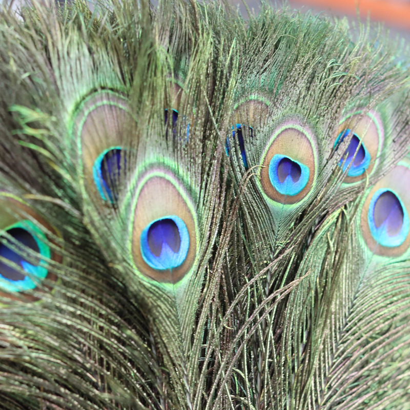 Peacock Feather Wholesale 70-80cm Long Peacock Feather Tail diy Handmade Jewelry Vase Home Decoration Peacock Hair