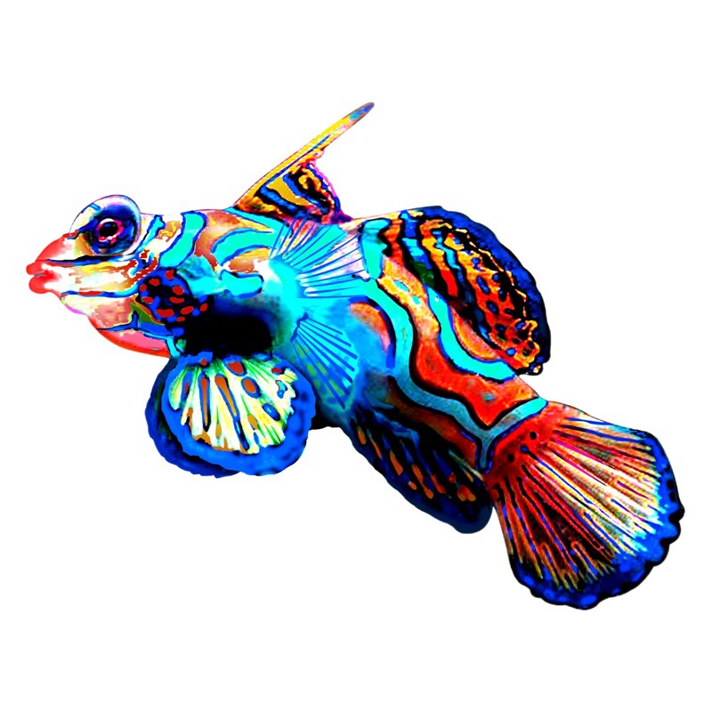 New Iron Fish Marine Animal Indoor Outdoor Decoration Home Craft Wall Decoration Iron Pendant Decoration Indoor