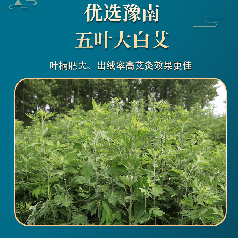 Picture of Nanjing Tongrentang moxa pillar aged moxibustion moxa stick moxa stick handmade 54 PCs boxed moxa pillar wholesale