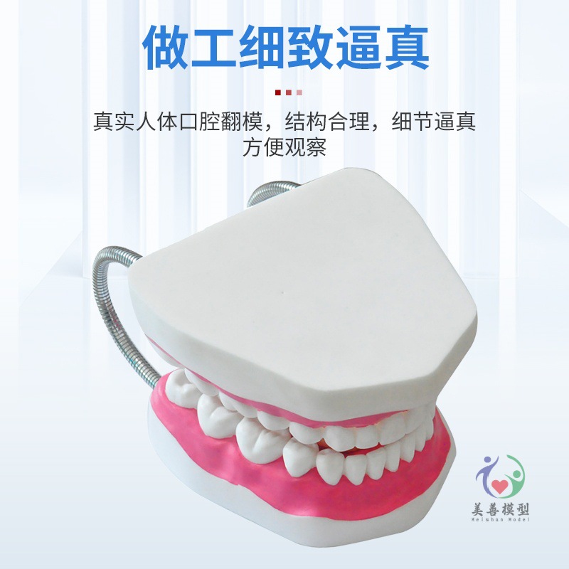Picture of Kindergarten tooth care tooth teaching human tooth model Care 6 times magnification oral model teeth teaching