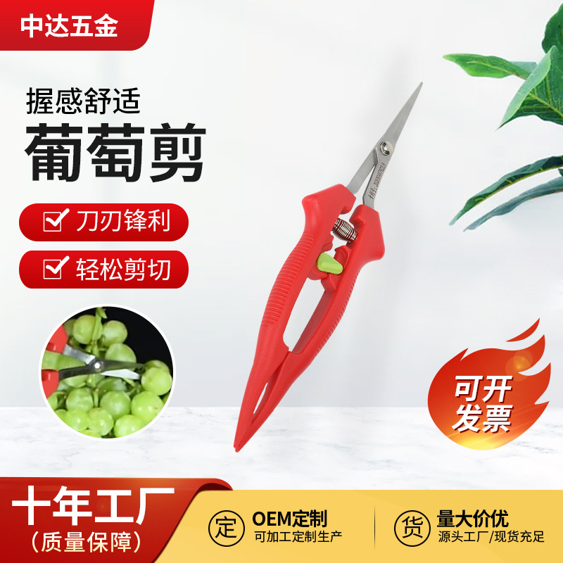 Yangjiang Stainless Steel Grape Shears Changji Wholesale Straight Head Fruit Picking Shears Pointed Head Gardening Bonsai Garden Shears Pruning Shears