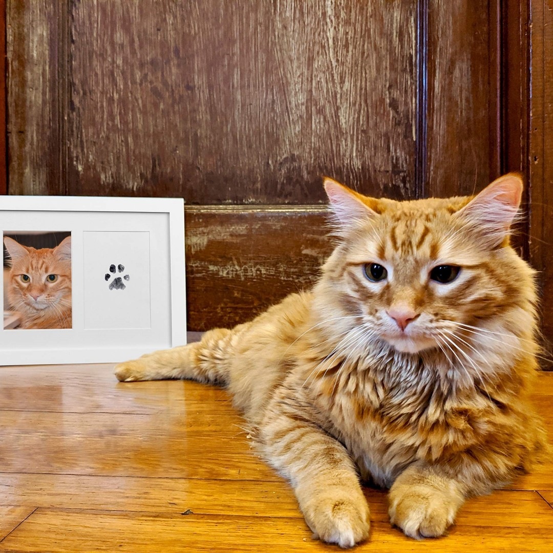 Picture of Pet children's wash-free footprints rubbing commemorative photo album postcard DIY production pet supplies cross-border distribution