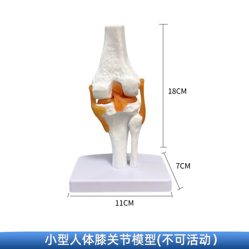 Picture of human knee joint function model human bone joint model muscle knee joint patella model