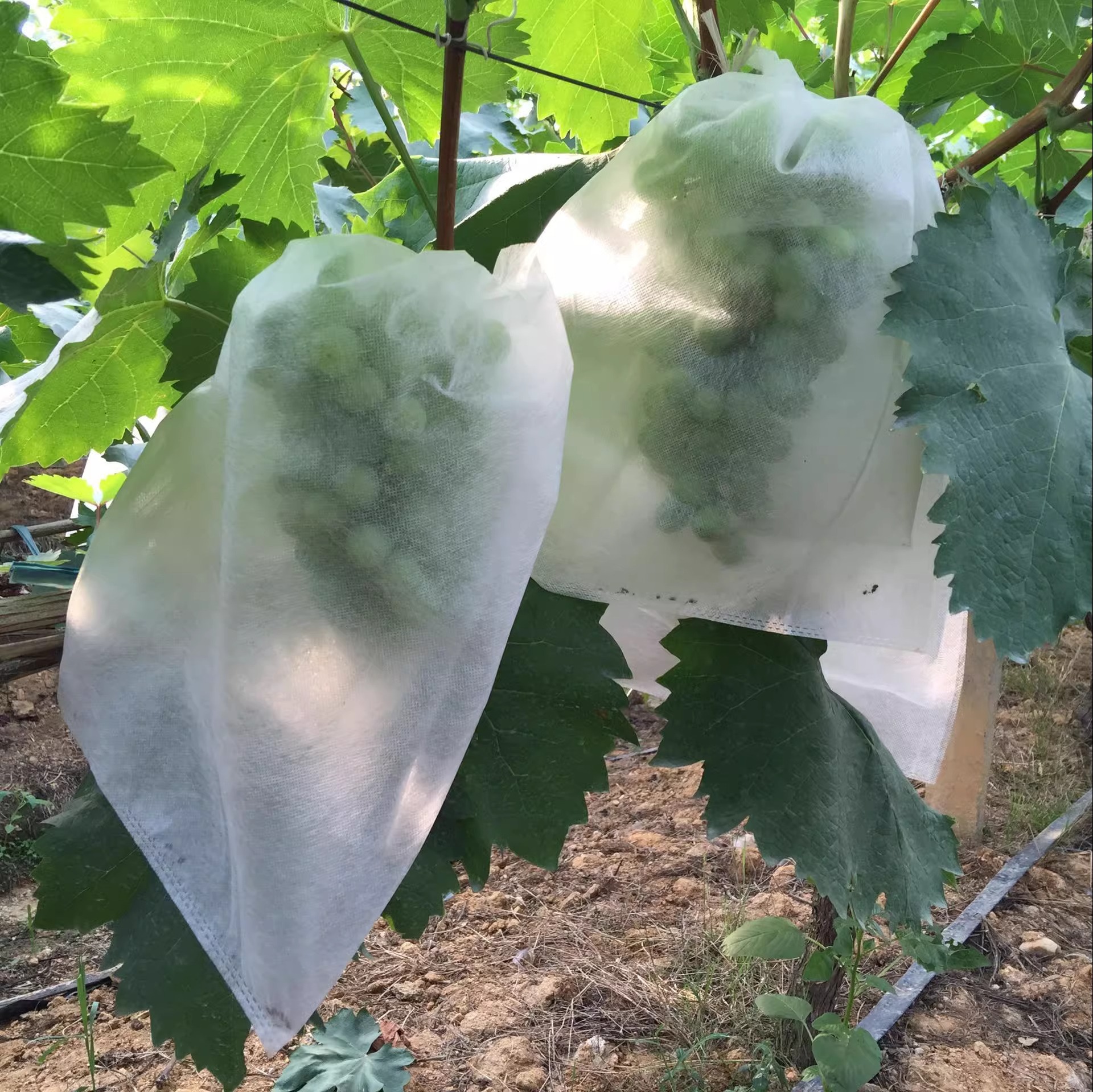 Picture of Disposable Non-woven Fruit Bag Grape Pear Fruit Protection Bag Insect-proof Bird-proof Rain-proof Fruit Bag