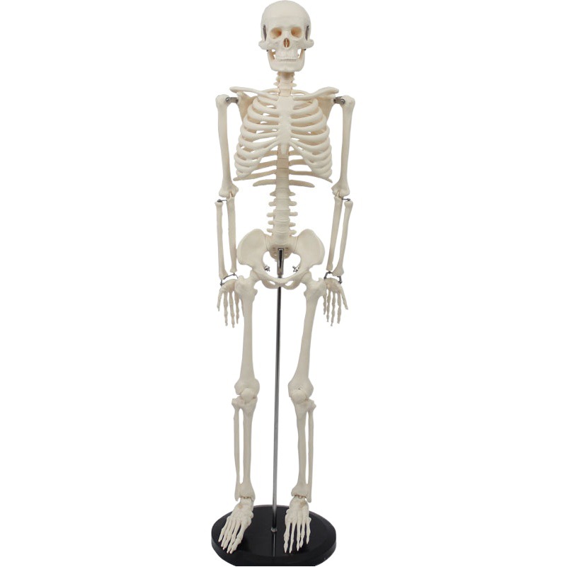 85CM human skeleton model without nerve and intervertebral disc whole body skeleton human body teaching model factory wholesale