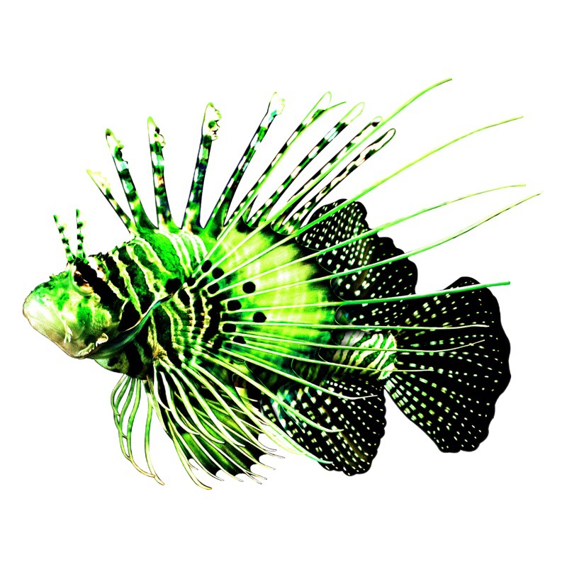 New Iron Fish Marine Animal Indoor Outdoor Decoration Home Craft Wall Decoration Iron Pendant Decoration Indoor