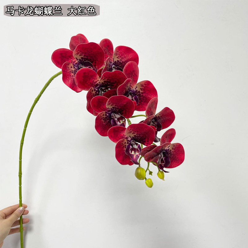 Picture of New hand-feeling film phalaenopsis 9-head big orchid macaron phalaenopsis multi-color beautiful bright drape