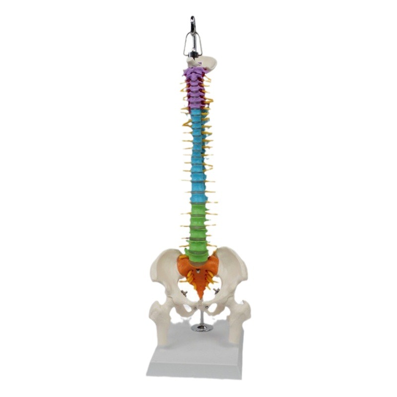 Human Skeleton Spine Colorful Medium Spine Collection Vertical Hanging Orthopedic Teaching Equipment
