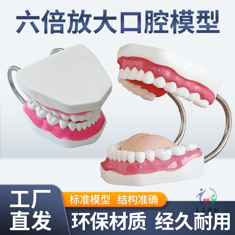Picture of Kindergarten tooth care tooth teaching human tooth model Care 6 times magnification oral model teeth teaching