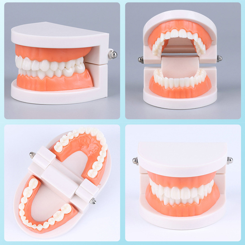 Picture of Dental Model aesthetic practice dental model small dental model kindergarten brushing teaching model oral model