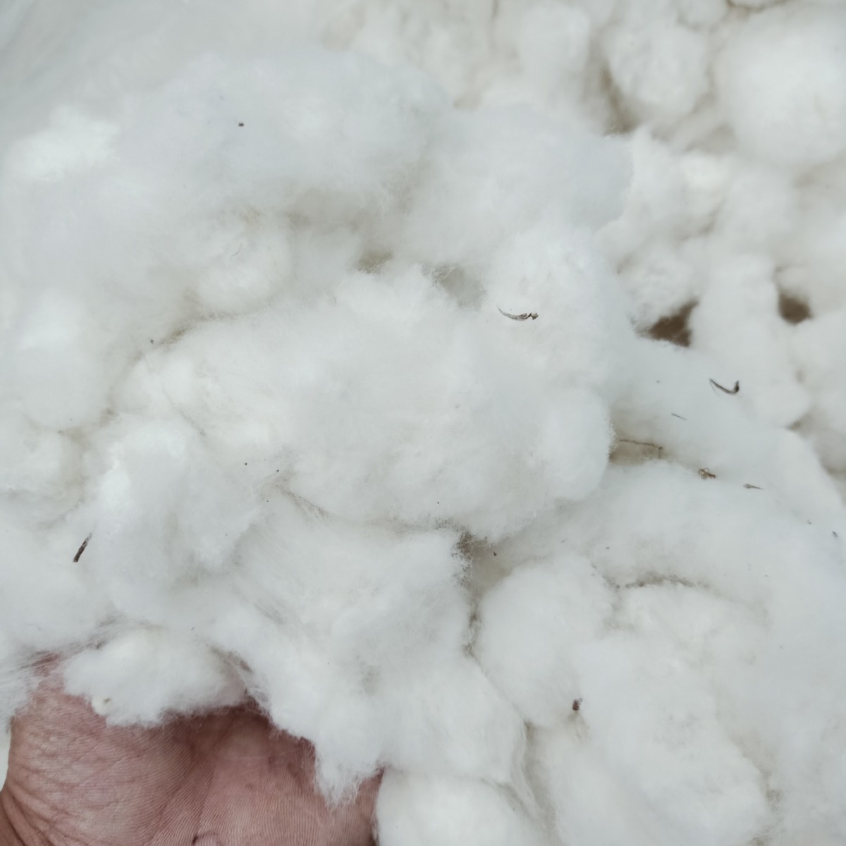 Picture of Large Supply of Shandong Hand-Picked Cotton Seeds and Cotton Seeds in the Early Stages of Cotton Bow Room Cotton Quilt Cotton Filling Cotton