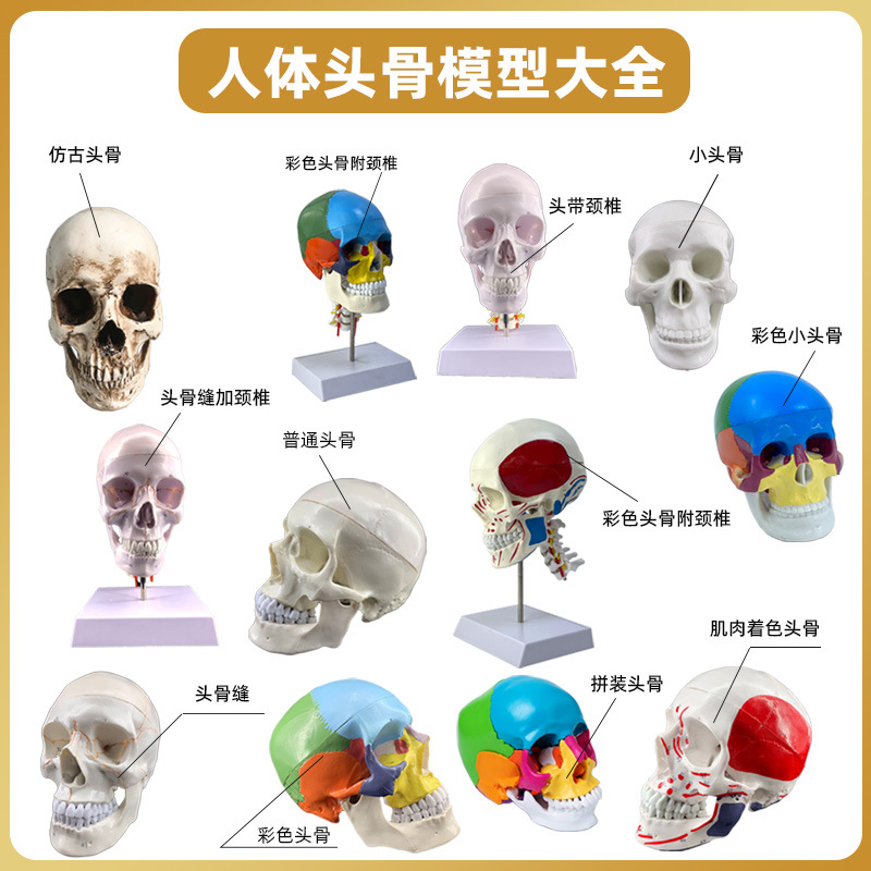 Art Medical Art Skull Model Standard Color Partition Skull Skull Skull Specimen Model