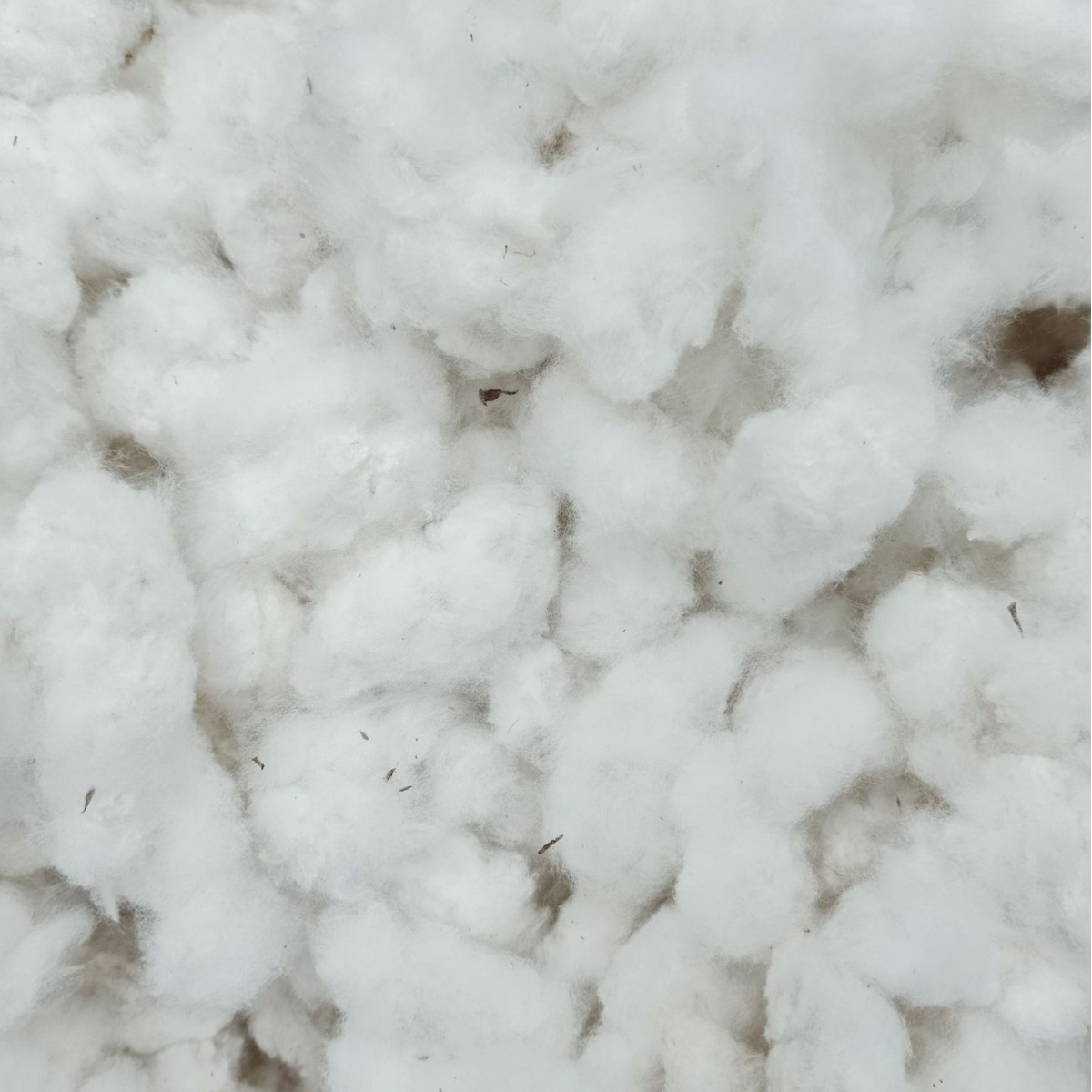 Picture of Large Supply of Shandong Hand-Picked Cotton Seeds and Cotton Seeds in the Early Stages of Cotton Bow Room Cotton Quilt Cotton Filling Cotton