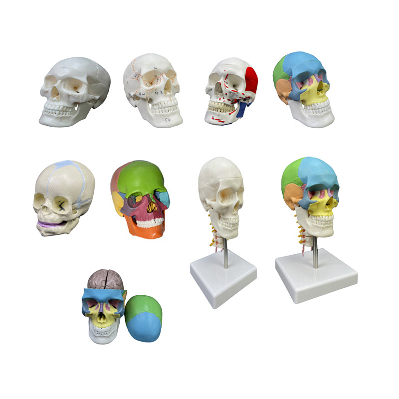 Small white head human skeleton anatomy teaching model lower Barco activity 3 parts 1/2 White small skull model
