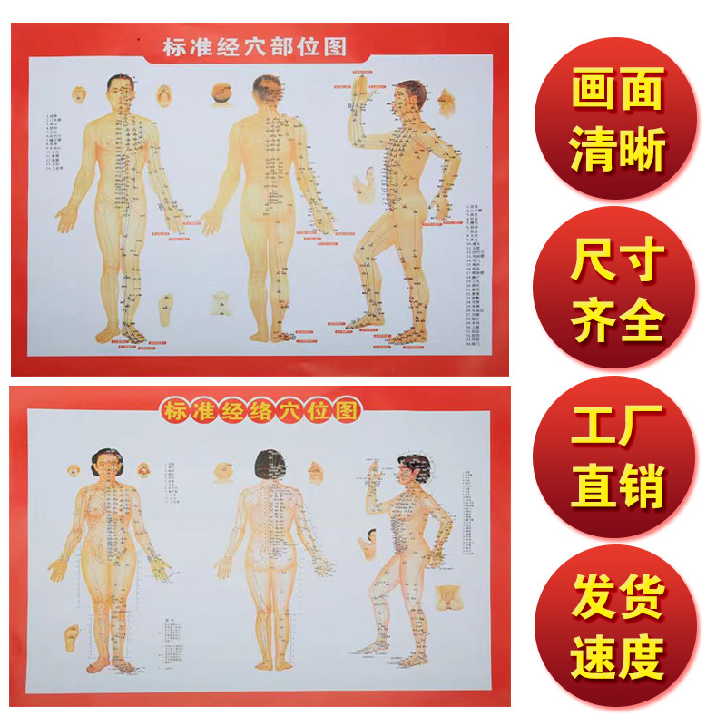 101 Standard Meridian Acupoint Diagram Acupoint Area Diagram Acupoint Anatomy Diagram Acupuncture Massage Health Care Shoulder and Neck