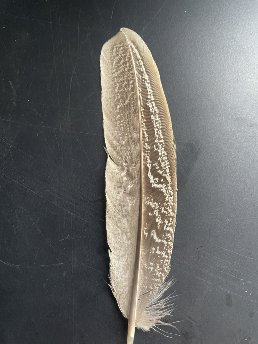 Picture of A large number of manufacturers in stock supply mother mountain chicken nest feather DIY bagging feathers Amazon for real feathers