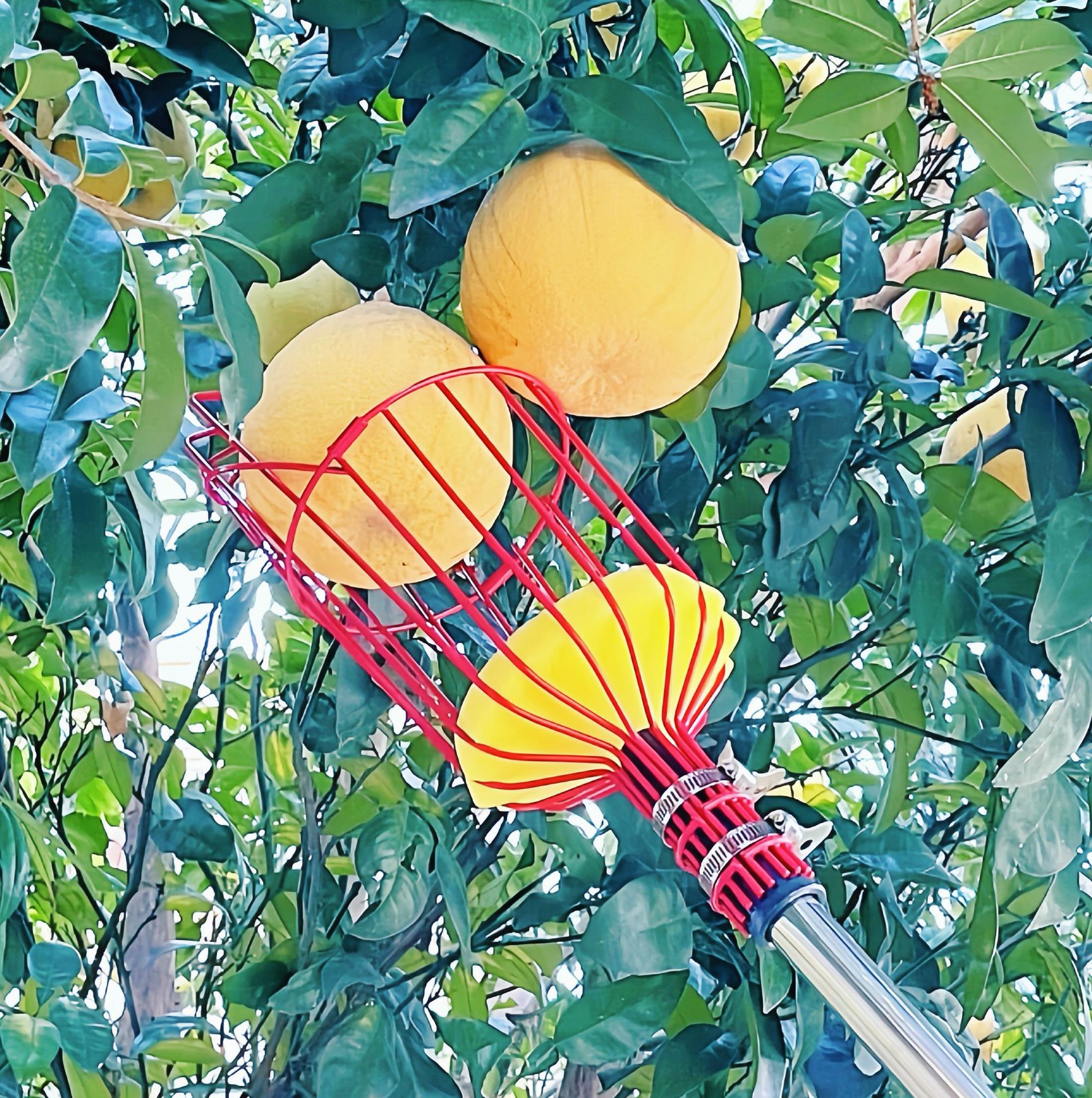 Picture of Amazon fruit picking tool fruit picking artifact high-altitude picking tool high-altitude fruit picking tool fruit picking tool